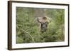 Bison, Bison Bonasus, Wood, Frontal, Standing, Looking at Camera-David & Micha Sheldon-Framed Photographic Print