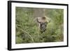 Bison, Bison Bonasus, Wood, Frontal, Standing, Looking at Camera-David & Micha Sheldon-Framed Photographic Print