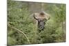 Bison, Bison Bonasus, Wood, Frontal, Standing, Looking at Camera-David & Micha Sheldon-Mounted Photographic Print