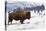 Bison Bison-Rob Tilley-Stretched Canvas