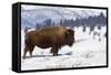 Bison Bison-Rob Tilley-Framed Stretched Canvas