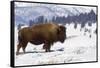 Bison Bison-Rob Tilley-Framed Stretched Canvas