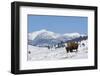 Bison Bison-Rob Tilley-Framed Photographic Print