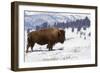 Bison Bison-Rob Tilley-Framed Photographic Print