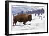 Bison Bison-Rob Tilley-Framed Photographic Print