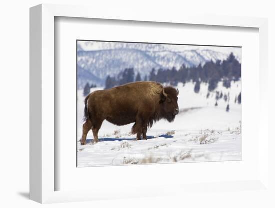 Bison Bison-Rob Tilley-Framed Photographic Print