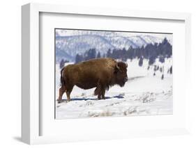 Bison Bison-Rob Tilley-Framed Photographic Print