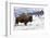 Bison Bison-Rob Tilley-Framed Photographic Print