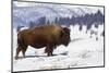 Bison Bison-Rob Tilley-Mounted Photographic Print