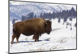 Bison Bison-Rob Tilley-Mounted Photographic Print