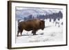 Bison Bison-Rob Tilley-Framed Photographic Print