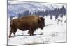 Bison Bison-Rob Tilley-Mounted Photographic Print
