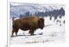 Bison Bison-Rob Tilley-Framed Photographic Print