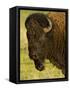 Bison Bull at the National Bison Range, Montana, USA-Chuck Haney-Framed Stretched Canvas