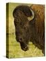 Bison Bull at the National Bison Range, Montana, USA-Chuck Haney-Stretched Canvas