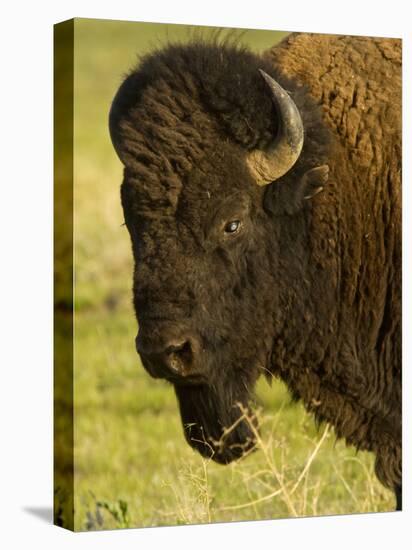 Bison Bull at the National Bison Range, Montana, USA-Chuck Haney-Stretched Canvas
