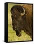 Bison Bull at the National Bison Range, Montana, USA-Chuck Haney-Framed Stretched Canvas