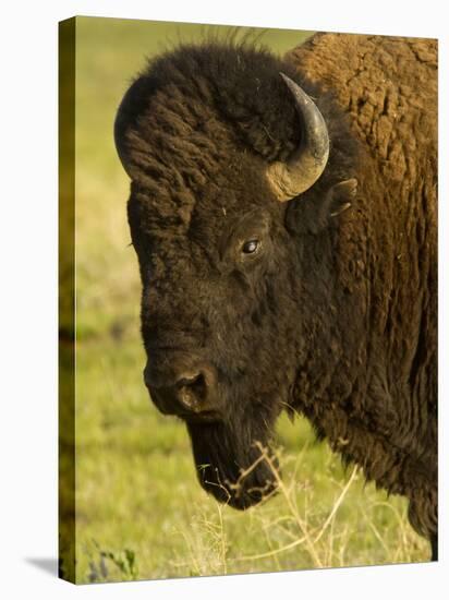 Bison Bull at the National Bison Range, Montana, USA-Chuck Haney-Stretched Canvas