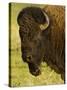 Bison Bull at the National Bison Range, Montana, USA-Chuck Haney-Stretched Canvas