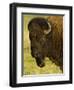 Bison Bull at the National Bison Range, Montana, USA-Chuck Haney-Framed Photographic Print