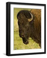 Bison Bull at the National Bison Range, Montana, USA-Chuck Haney-Framed Photographic Print