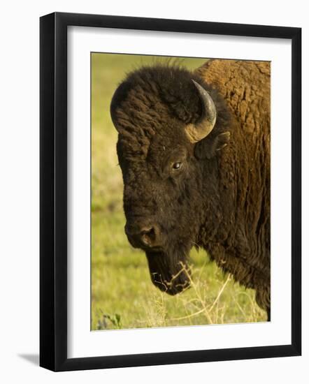 Bison Bull at the National Bison Range, Montana, USA-Chuck Haney-Framed Photographic Print