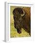 Bison Bull at the National Bison Range, Montana, USA-Chuck Haney-Framed Photographic Print