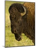 Bison Bull at the National Bison Range, Montana, USA-Chuck Haney-Mounted Photographic Print