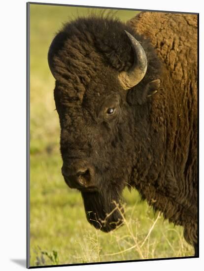 Bison Bull at the National Bison Range, Montana, USA-Chuck Haney-Mounted Photographic Print