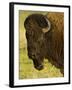 Bison Bull at the National Bison Range, Montana, USA-Chuck Haney-Framed Photographic Print