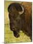 Bison Bull at the National Bison Range, Montana, USA-Chuck Haney-Mounted Photographic Print