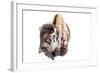 Bison Bull Foraging in Deep Snow in Yellowstone NP, WYoming, Usa-Chuck Haney-Framed Photographic Print