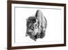 Bison Bull Foraging in Deep Snow in Yellowstone NP, WYoming, Usa-Chuck Haney-Framed Photographic Print