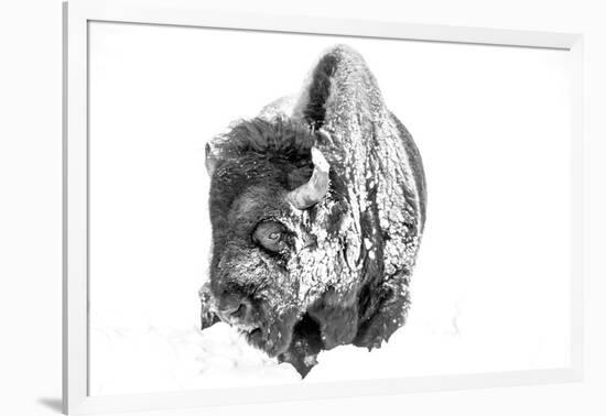 Bison Bull Foraging in Deep Snow in Yellowstone NP, WYoming, Usa-Chuck Haney-Framed Photographic Print