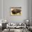 Bison Bull Grazes in a Meadow in Yellowstone National Park, Montana, USA-Steve Kazlowski-Photographic Print displayed on a wall