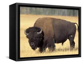 Bison Bull Grazes in a Meadow in Yellowstone National Park, Montana, USA-Steve Kazlowski-Framed Stretched Canvas