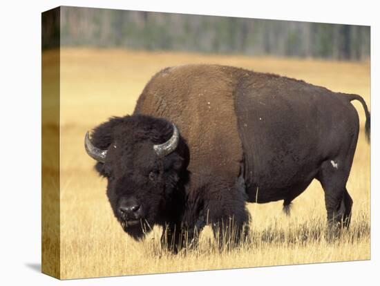 Bison Bull Grazes in a Meadow in Yellowstone National Park, Montana, USA-Steve Kazlowski-Stretched Canvas