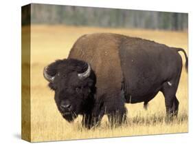 Bison Bull Grazes in a Meadow in Yellowstone National Park, Montana, USA-Steve Kazlowski-Stretched Canvas