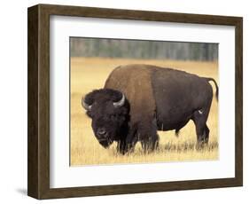 Bison Bull Grazes in a Meadow in Yellowstone National Park, Montana, USA-Steve Kazlowski-Framed Photographic Print