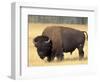 Bison Bull Grazes in a Meadow in Yellowstone National Park, Montana, USA-Steve Kazlowski-Framed Photographic Print