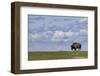 Bison bull in prairie dog town, Theodore Roosevelt National Park, North Dakota, USA-Chuck Haney-Framed Photographic Print