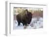 Bison Bull. Late Winter-Ken Archer-Framed Photographic Print