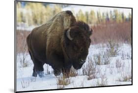 Bison Bull. Late Winter-Ken Archer-Mounted Photographic Print