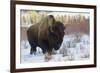 Bison Bull. Late Winter-Ken Archer-Framed Photographic Print