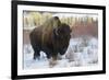 Bison Bull. Late Winter-Ken Archer-Framed Photographic Print