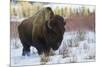 Bison Bull. Late Winter-Ken Archer-Mounted Photographic Print