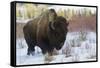 Bison Bull. Late Winter-Ken Archer-Framed Stretched Canvas