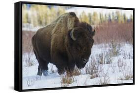 Bison Bull. Late Winter-Ken Archer-Framed Stretched Canvas