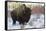 Bison Bull. Late Winter-Ken Archer-Framed Stretched Canvas