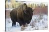 Bison Bull. Late Winter-Ken Archer-Stretched Canvas